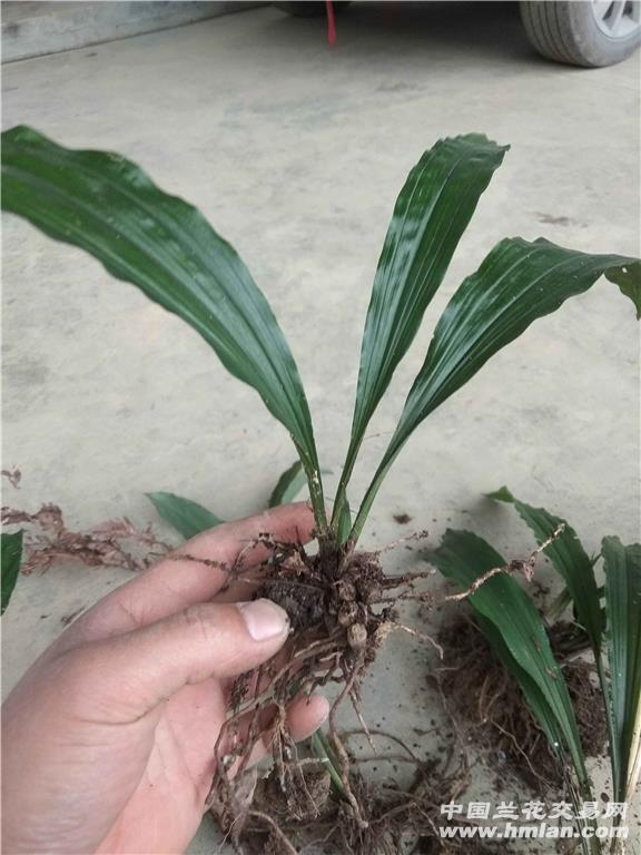 土豆的种植时间和方法