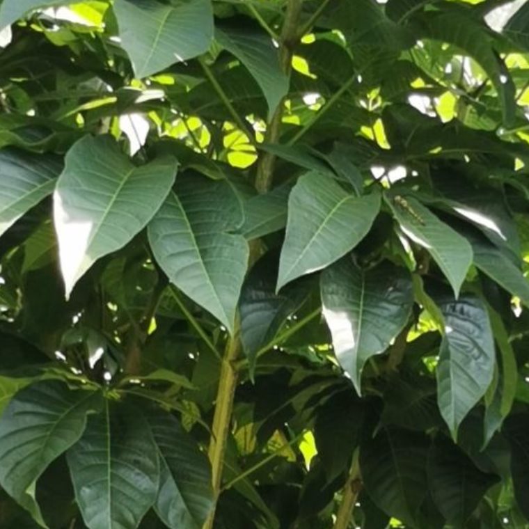 大葱的播种时间与方法