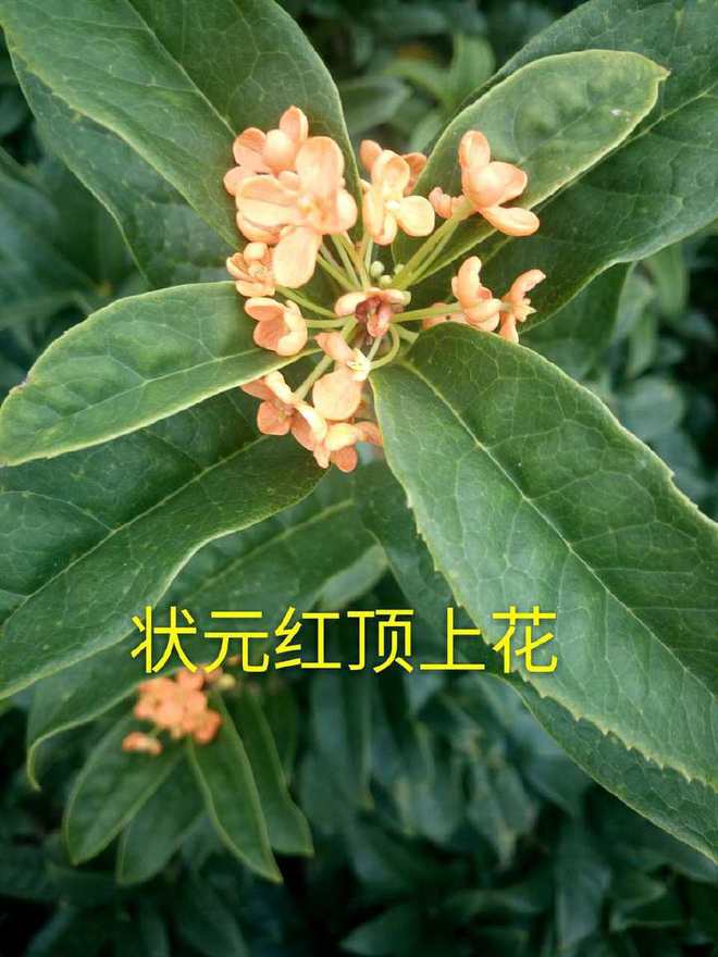 仙人掌嫁接蟹爪兰的方法：创意植物养殖新技巧
