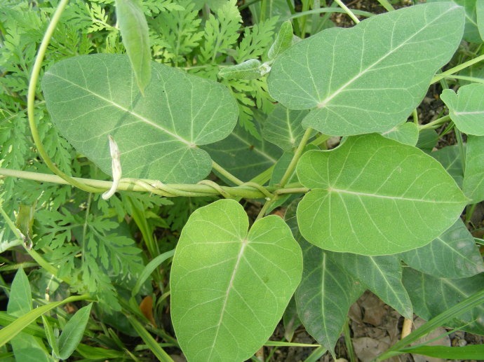龙须花怎么养殖方法：掌握关键要点，养出繁茂花海