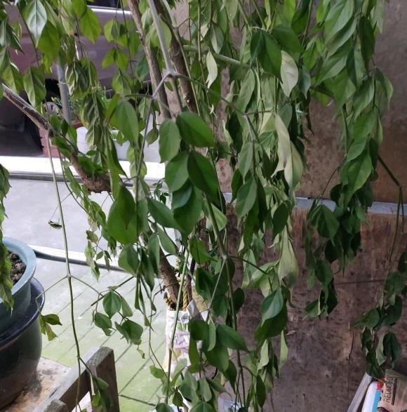 麒麟养殖方法：全方位指南