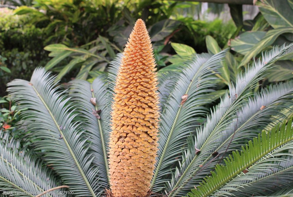 米兰花的养殖方法图：详解种植与养护技巧