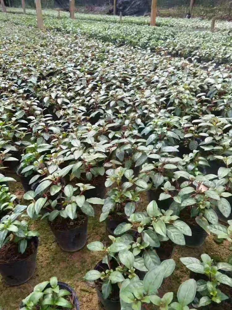 紫竹梅盆栽：养殖技巧与养护心得