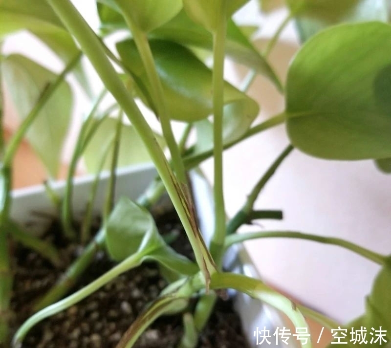 幸福树浇水的正确方法：让绿意盎然更长久
