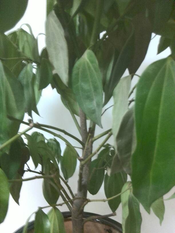 蒲公英种植方法和时间：揭秘野生药草的栽培秘诀