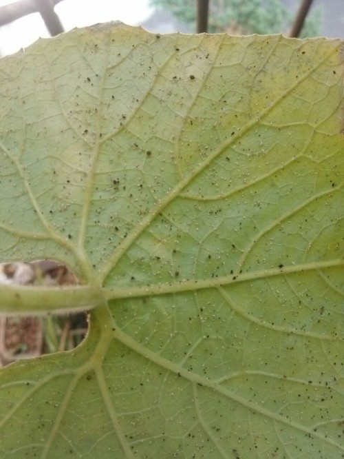 绿萝施肥方法：让绿萝茁壮成长的秘密