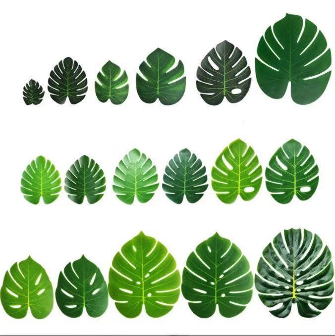 招财树的种植方法：带你走进绿色财富