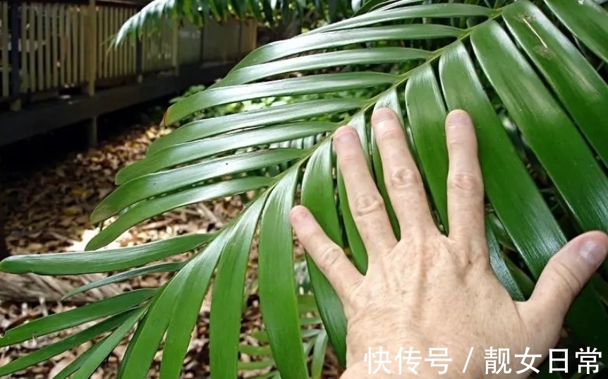松红梅养护方法