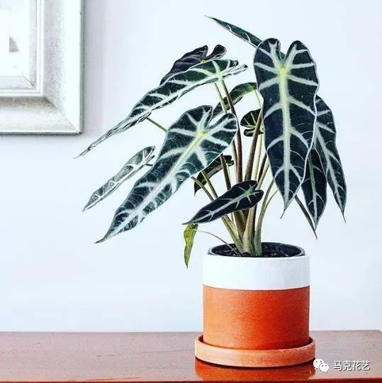 香菜种植方法：让你的菜园飘香