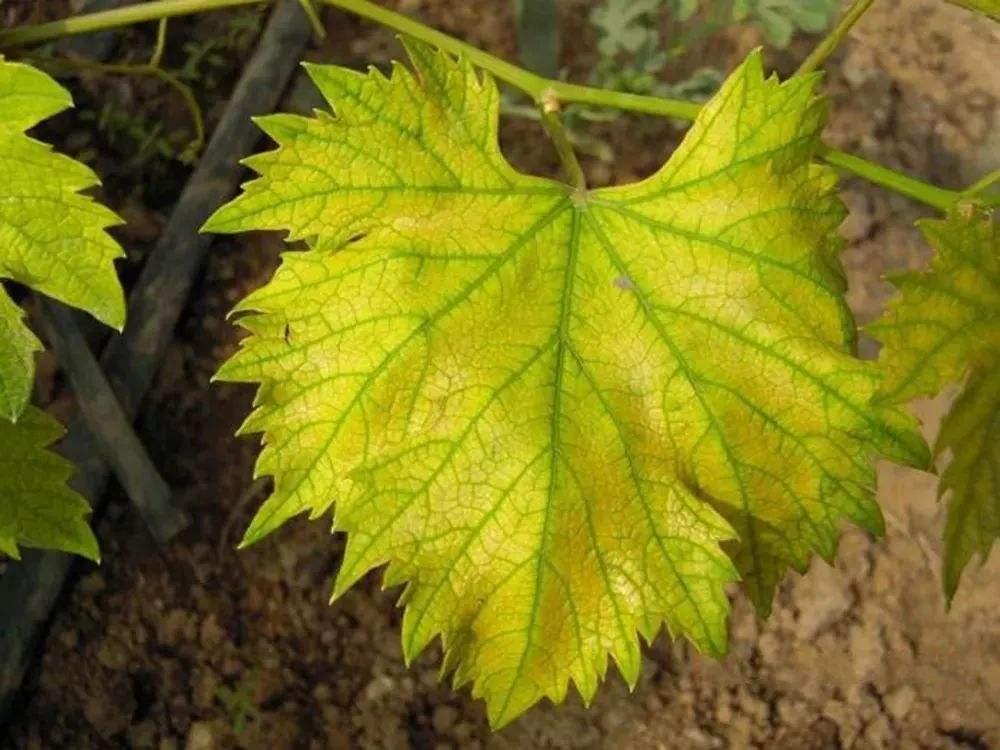 植物病虫害的防治方法