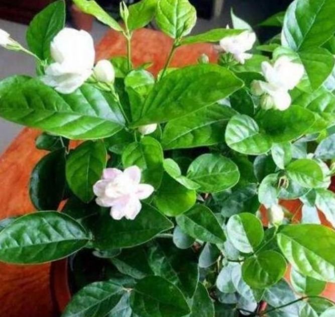 茶花的盆栽：养护技巧与注意事项