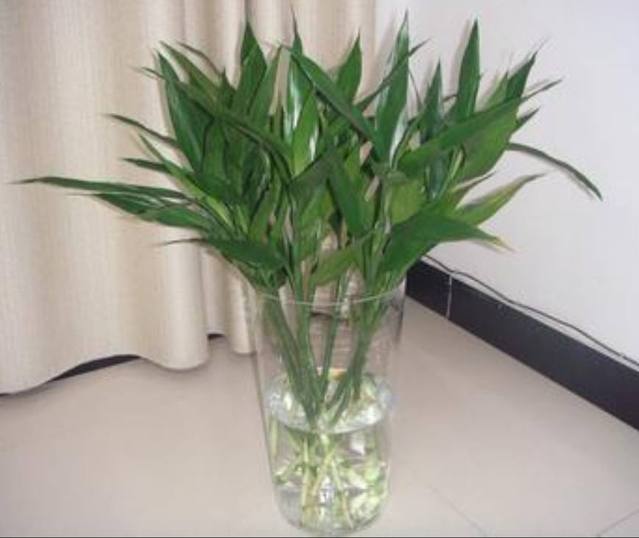 韭菜种植方法：掌握关键技巧，收获丰盛韭菜