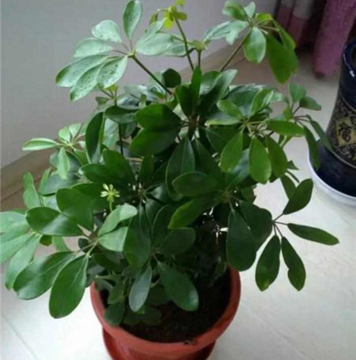抓蛇方法：安全有效的捕捉技巧