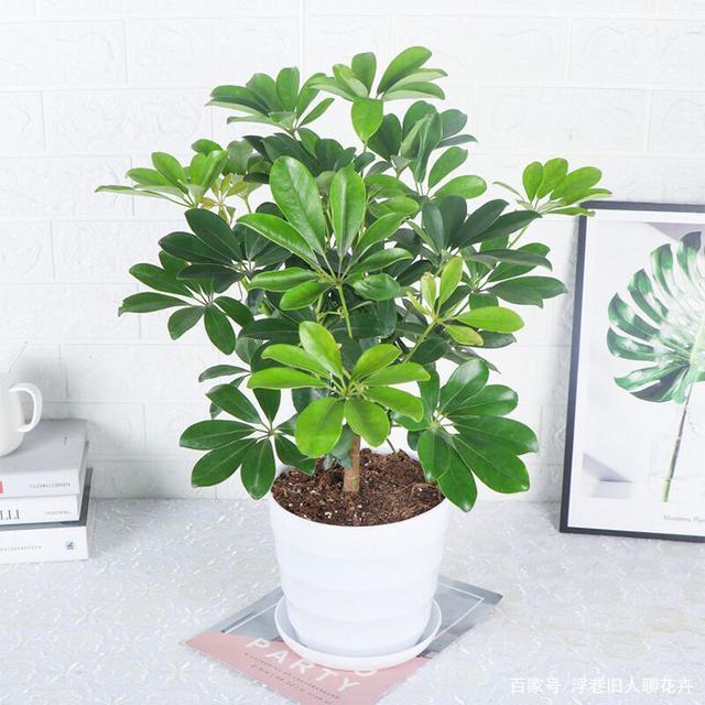 韭菜种子催芽方法：高效培育健壮苗株