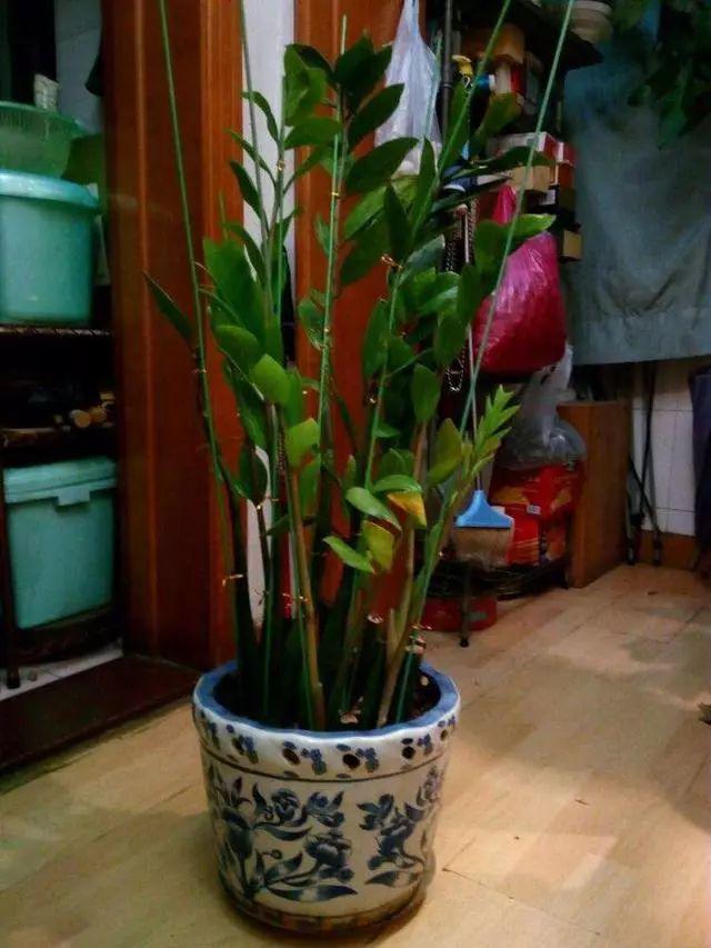 大萝卜种植时间和方法：秋季丰收的秘密