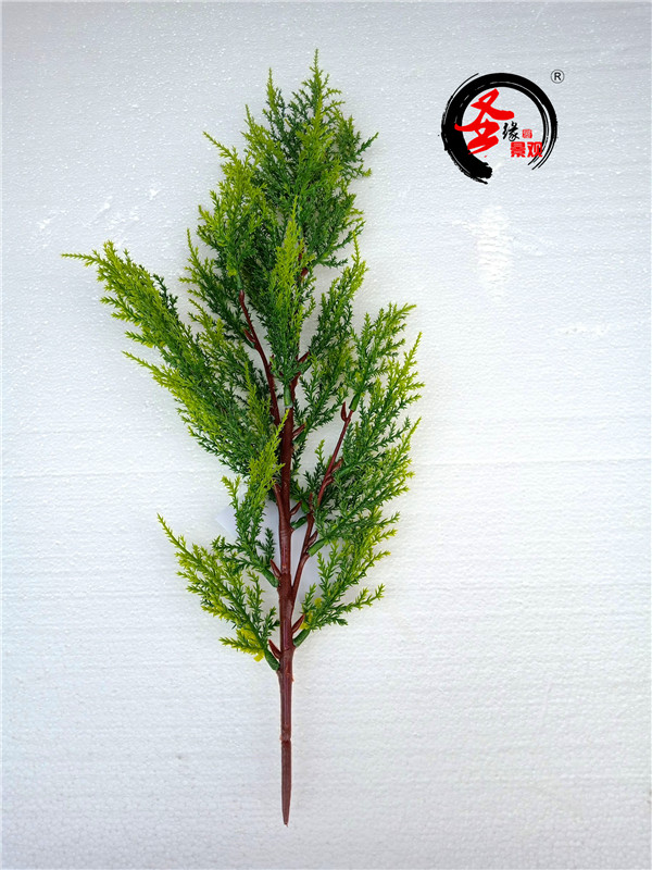 谢爪莲的养殖方法：掌握关键技巧，养出美丽花株