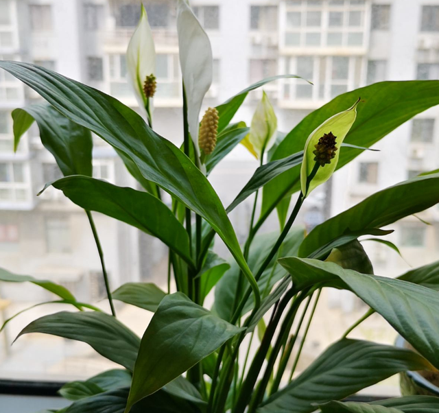 文竹的移植方法：掌握技巧，养出翠绿之美