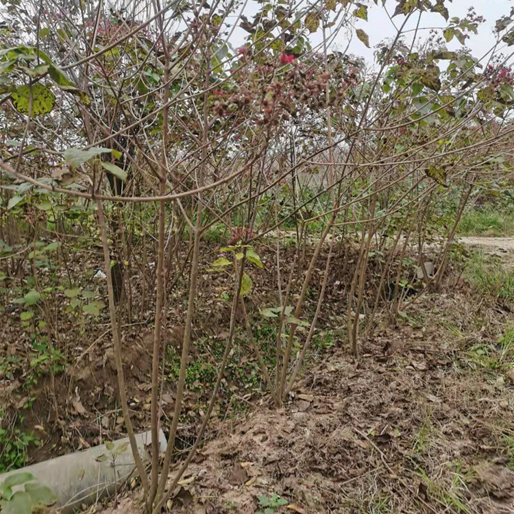 蚂蚱养殖方法：掌握技巧，高效养殖