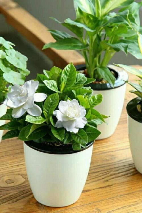 芦荟怎么种植方法图片