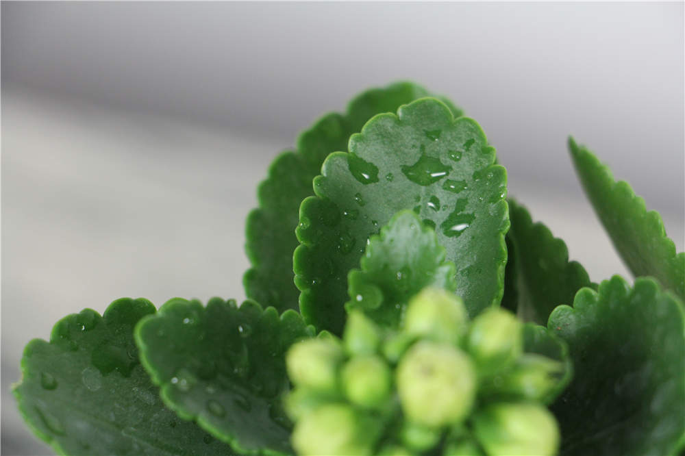 百香果播种方法：种植技巧与要点全解析