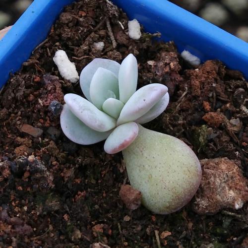 洋桔梗盆栽花期多长：揭秘其美丽绽放的秘密