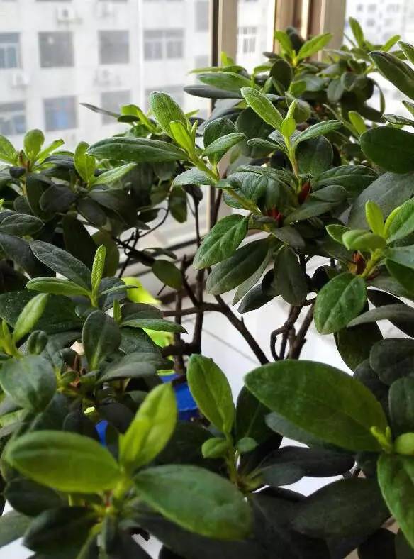 豆芽的培育方法：家庭种植的简单指南