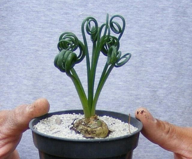 菠萝怎样种植盆栽：家庭园艺新选择