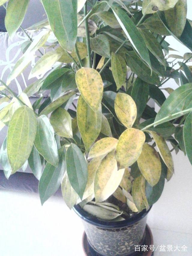 昙花盆栽：养护指南与独特魅力