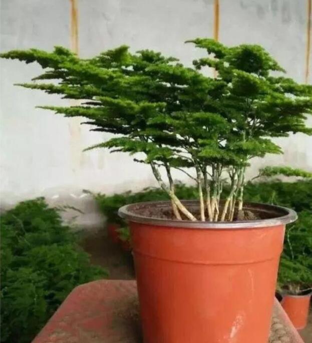 石榴盆栽如何整枝：打造美观与健康并存的盆景