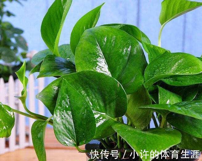 家庭盆栽花卉大全：为您打造绿色温馨家园