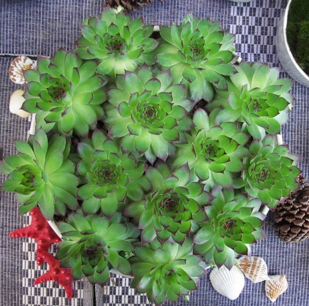 压条与扦插：植物繁殖的高效技巧
