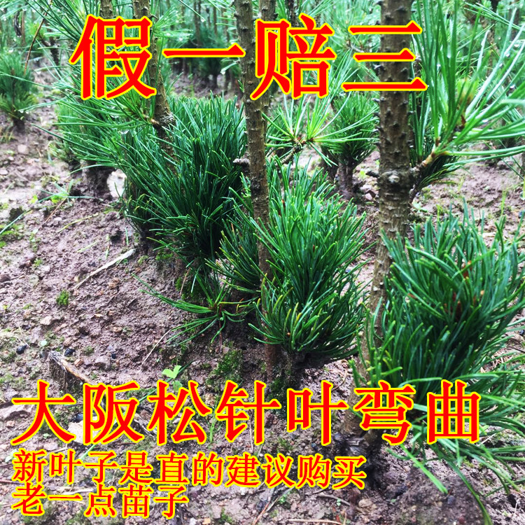 巴西木扦插方法：详解繁殖技巧与养护要点