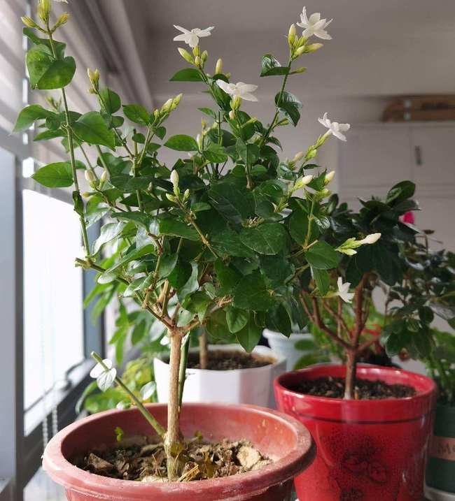 芦荟盆栽怎么养：专家园丁的养护指南