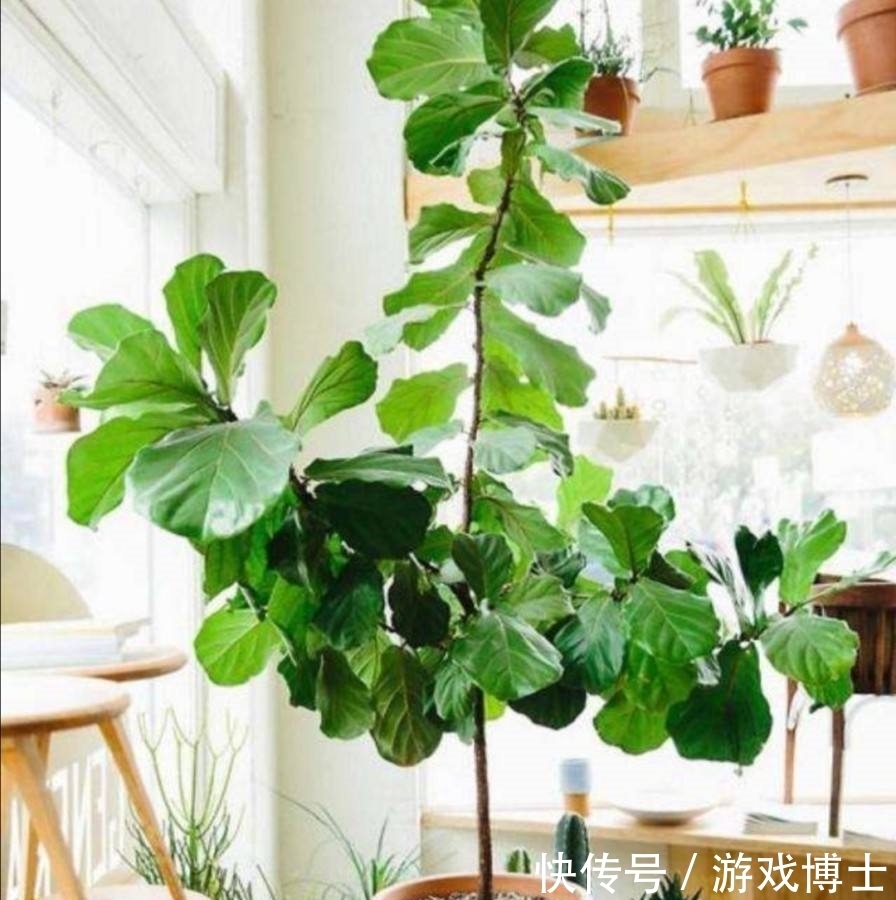 盆栽梅花好养吗? 盆栽梅花好养吗?