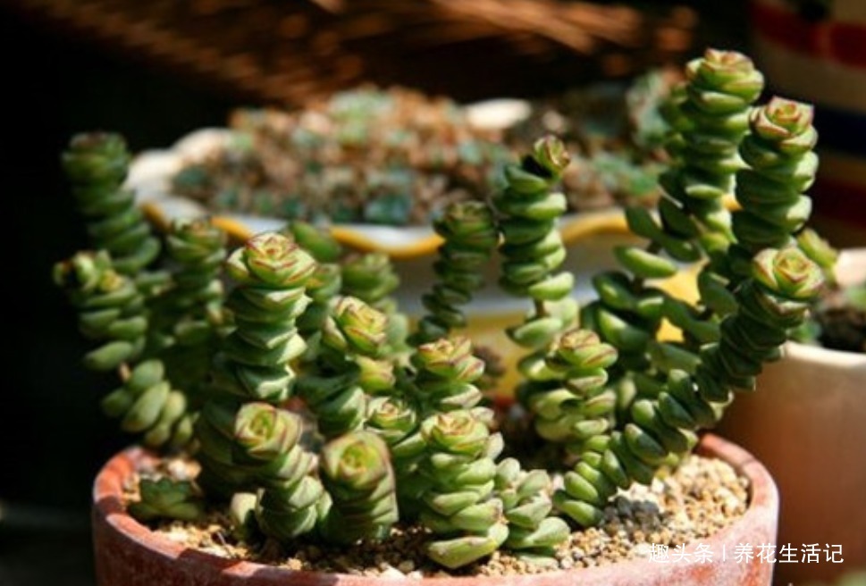 盆栽月季如何浇水 - 植物养殖园丁指南