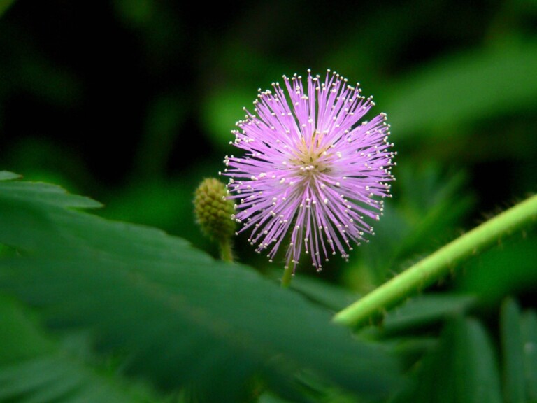 红茶花扦插时间：掌握最佳时机，提高成活率