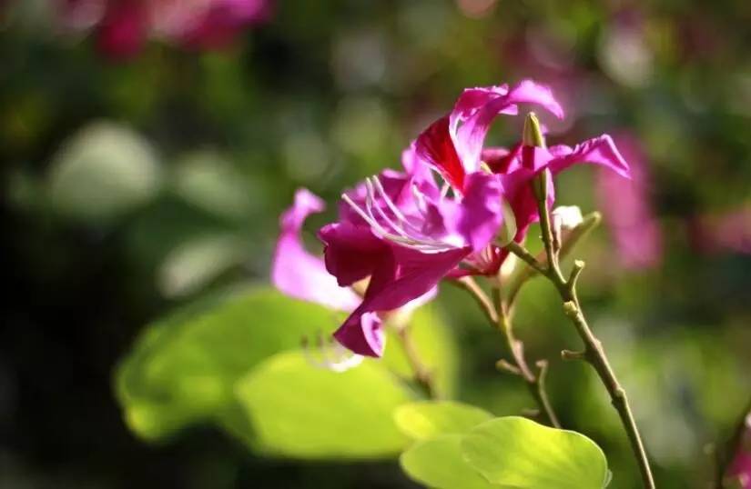 扦插、锯末、移栽：植物繁殖与养护的专业指南