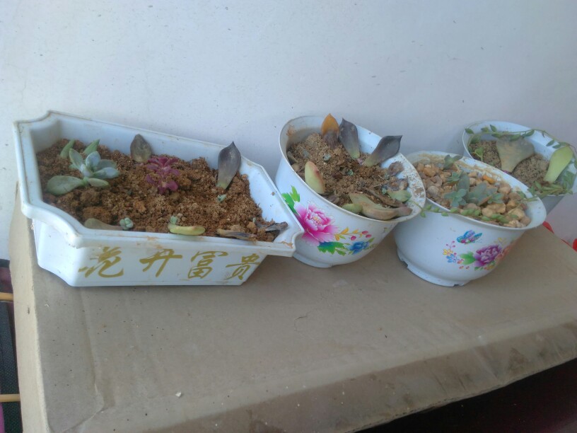 腊梅扦插怎么剪植：专业园丁的详细指南