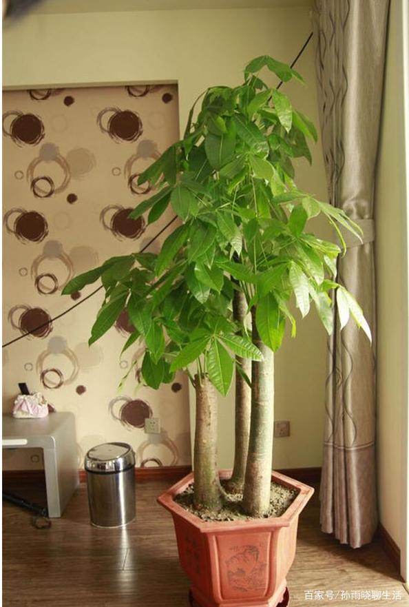 金鱼草扦插：繁殖新植株的简便方法
