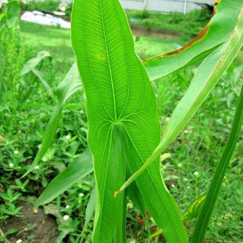 生菜育苗方法：掌握关键技巧，实现高效生长
