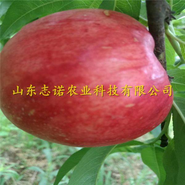 红梅扦插培育方法：掌握技巧，轻松繁殖红梅