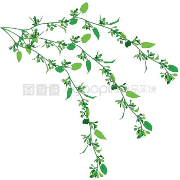兰花扦插方法：掌握技巧，养出美丽花株