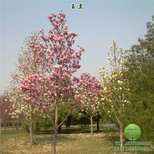 苋菜可以扦插吗？揭秘苋菜繁殖的正确方法