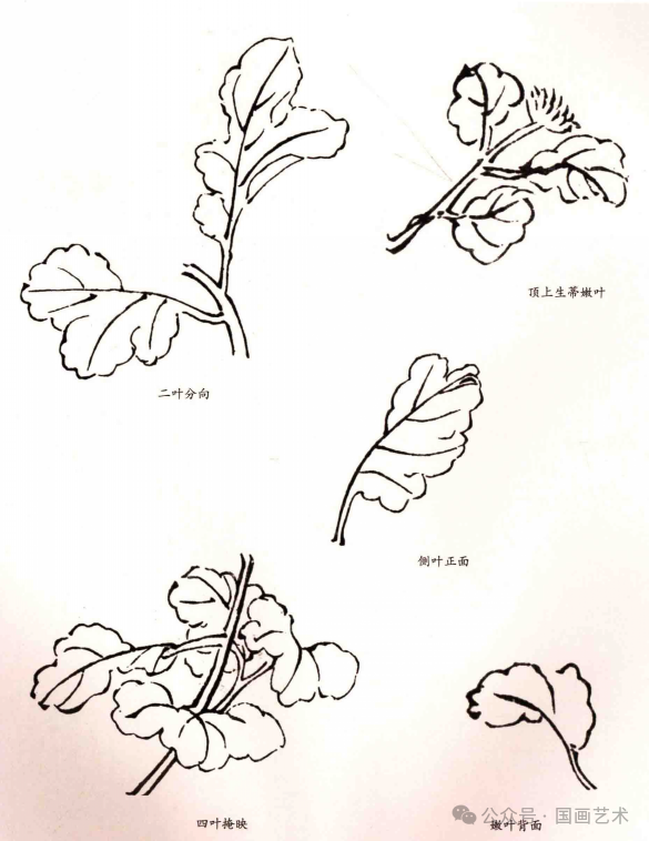 每日农经扦插：掌握技巧，提高植物繁殖成功率