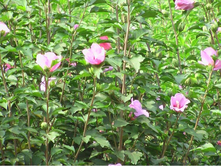巴西木细枝扦插：繁殖新植株的技巧指南