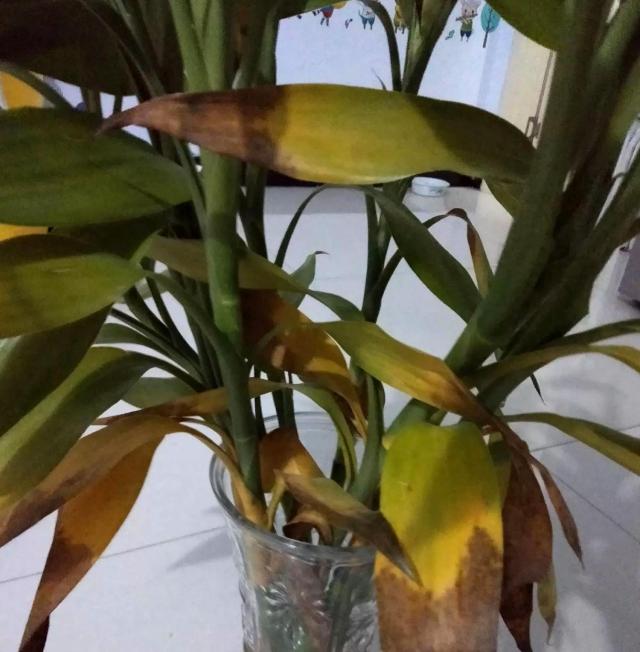 桑树架接时间和方法：掌握技巧，提高成活率