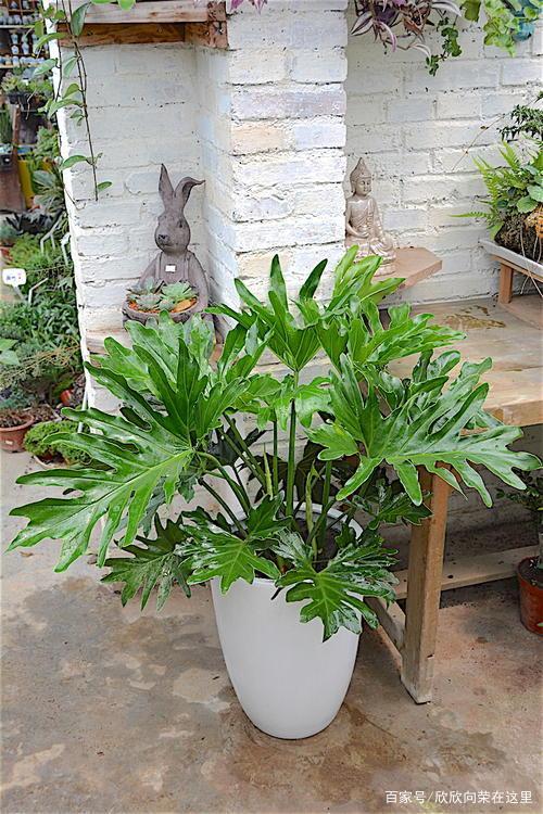 人参果种子的种植方法
