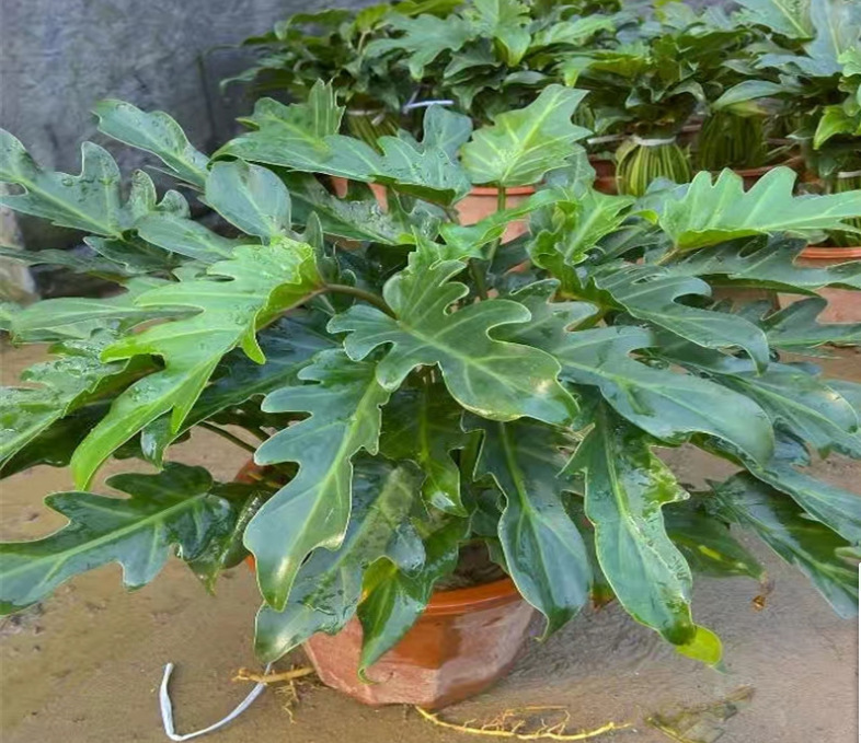 桂花的采摘方法：掌握最佳时机与技巧