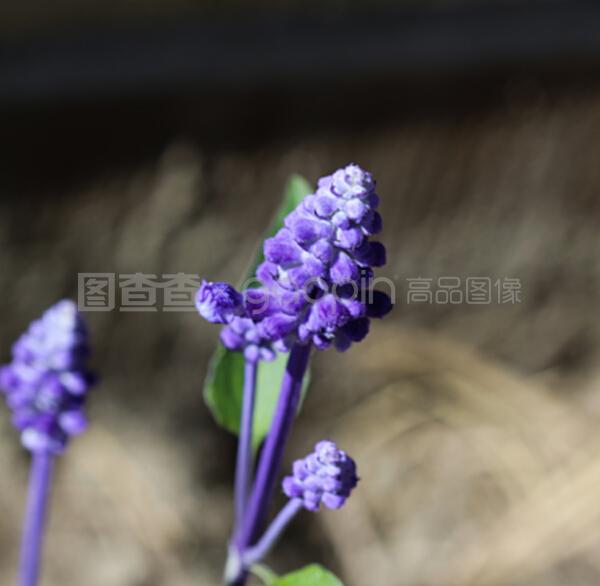 花草怎么养殖方法：打造绿色家园的秘诀