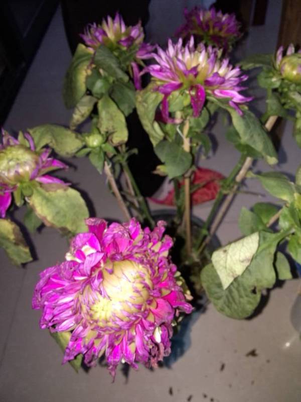 千日红的种植方法：掌握技巧，绽放美丽